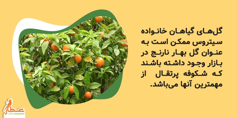 خانواده سیتروس 