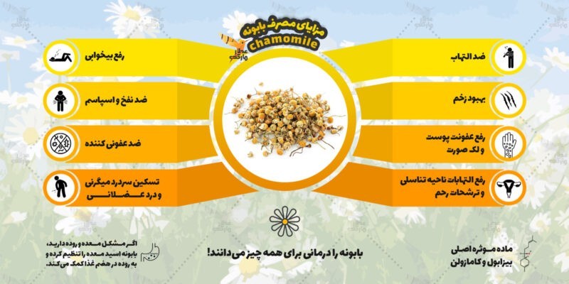 اینفوگرافی بابونه
