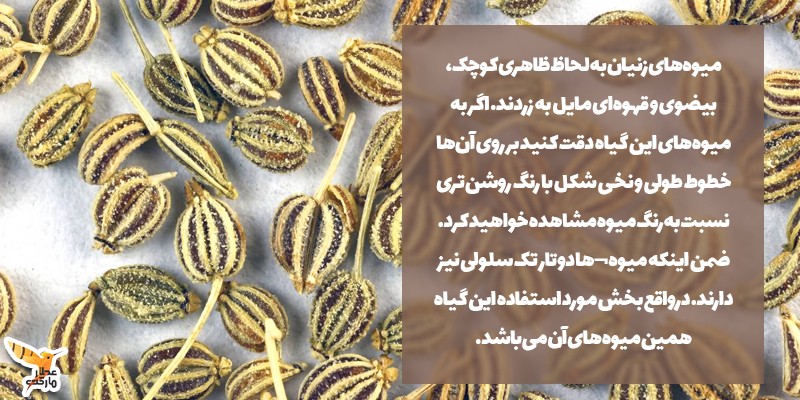 گیاه‌شناسی زنیان