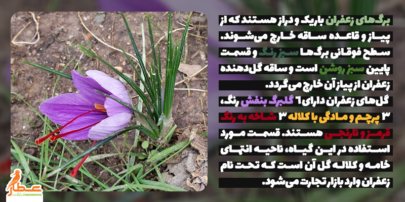 گیاه‌شناسی زعفران