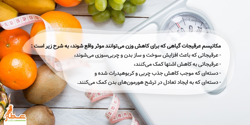 مکانیسم لاغری با عرقیجات گیاهی