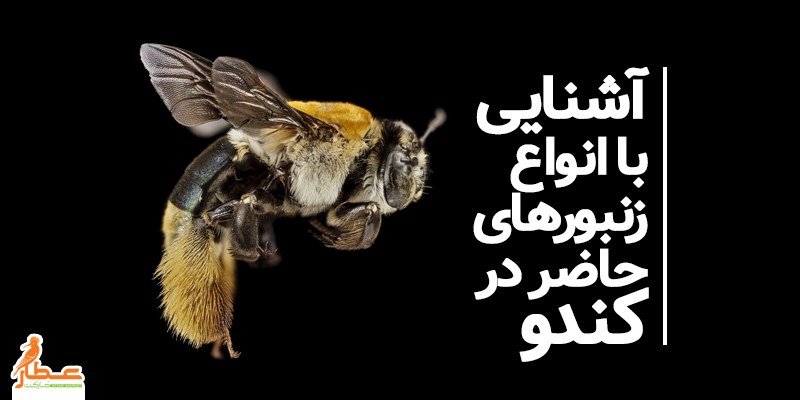 انواع زنبورهای حاضر در کندو