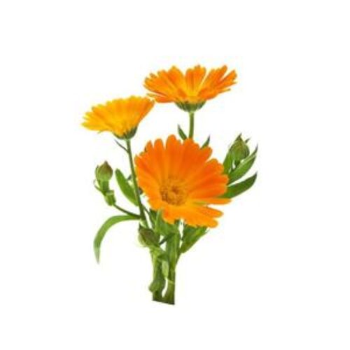 گل همیشه بهار