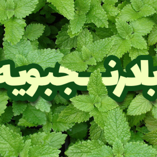 بادرنجبویه