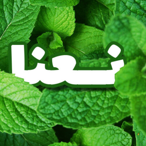 عرق نعنا