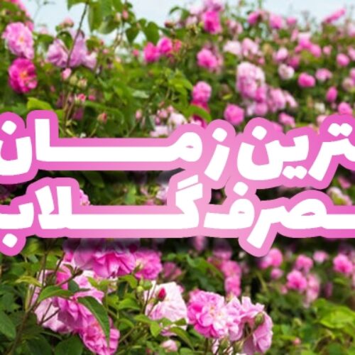 بهترین زمان مصرف گلاب