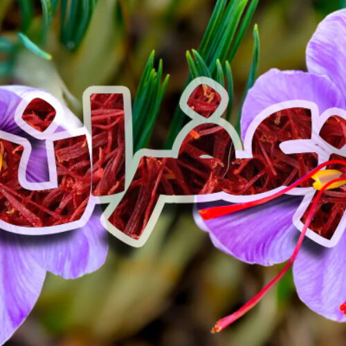 زعفران