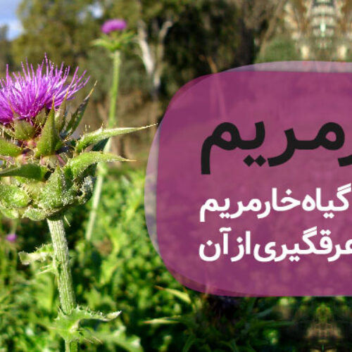 عرق خارمریم