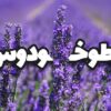 اسطوخودوس