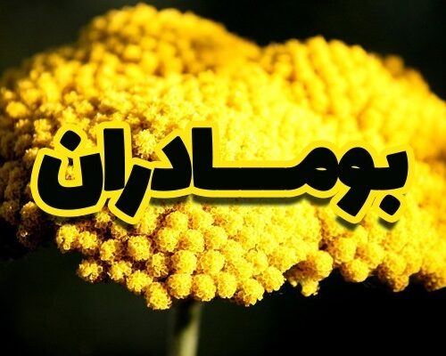 بومادران