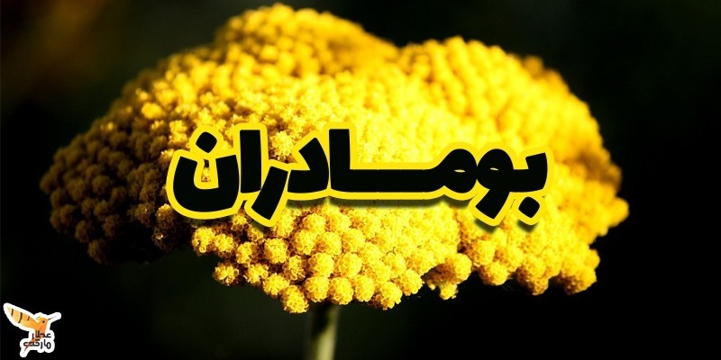 بومادران