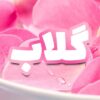گلاب