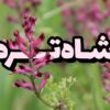 عرق شاتره