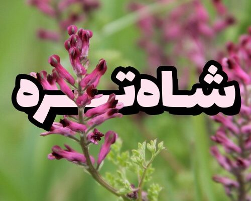 عرق شاتره