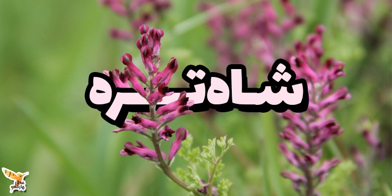 عرق شاتره