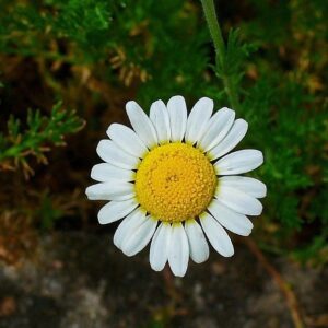 Anthemis nobilis
