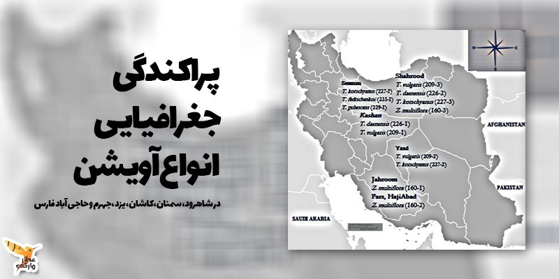 پراکندگی جغرافیایی انواع آویشن