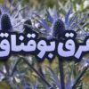 عرق بوقناق
