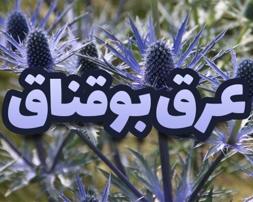 عرق بوقناق