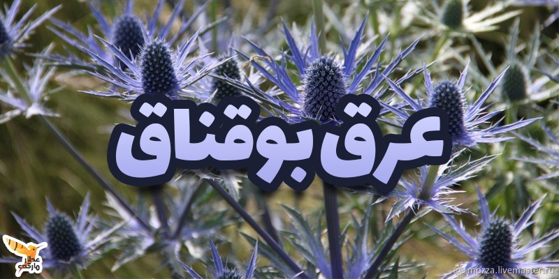 عرق بوقناق