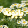 بابونه