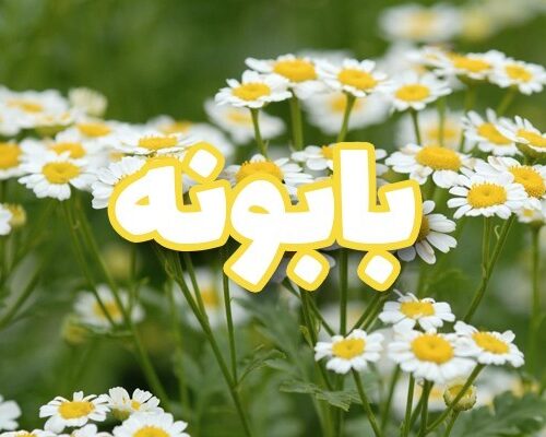 بابونه