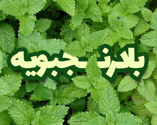 بادرنجبویه
