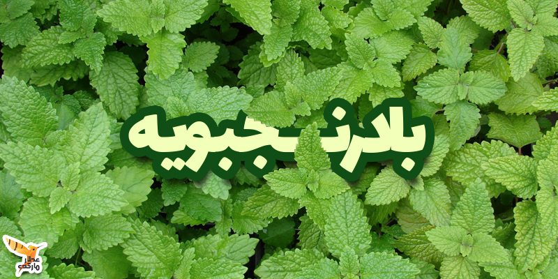 بادرنجبویه