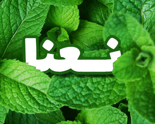 عرق نعنا