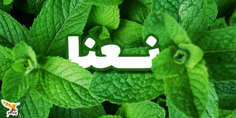 عرق نعنا