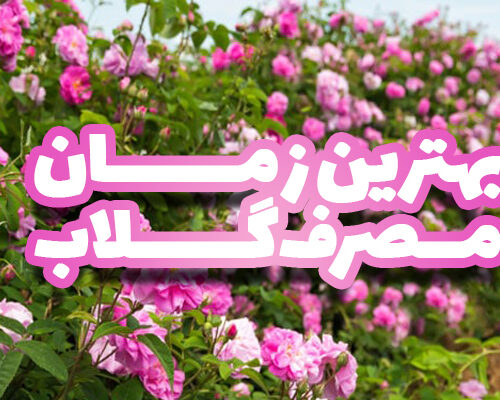 بهترین زمان مصرف گلاب
