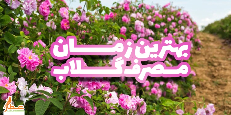بهترین زمان مصرف گلاب