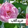 خرید گلاب