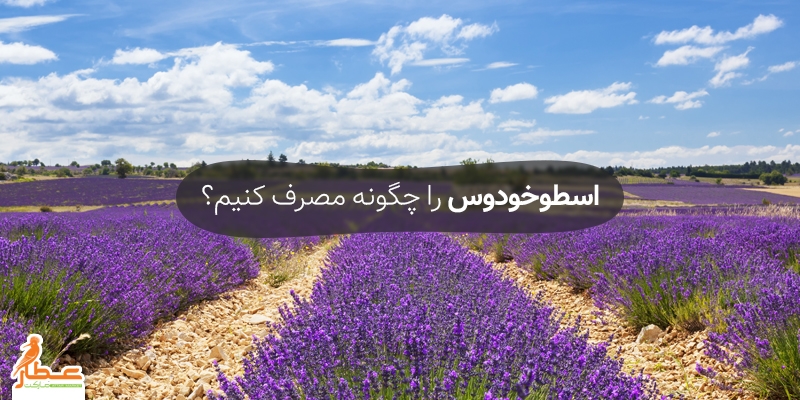 اسطوخودوس را چگونه مصرف کنیم