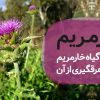 عرق خارمریم