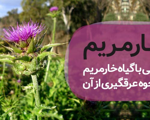 عرق خارمریم