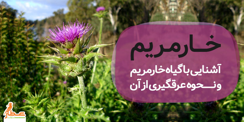عرق خارمریم